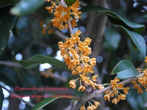 Osmanthus fragrans var. aurantiacus