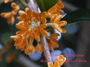 Osmanthus fragrans var. aurantiacus