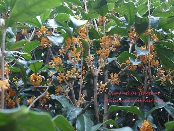 Osmanthus fragrans var. aurantiacus