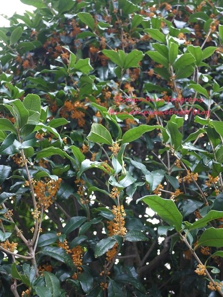 Osmanthus fragrans var. aurantiacus