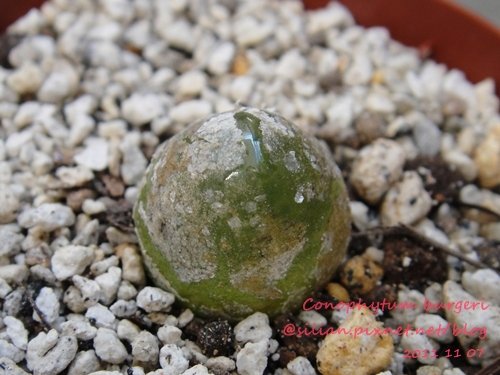 Conophytum burgeri / 大燈泡 / ブルゲリー / ブルゲリ