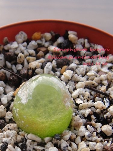 Conophytum burgeri / 大燈泡 / ブルゲリー / ブルゲリ