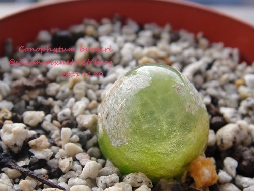 Conophytum burgeri / 大燈泡 / ブルゲリー / ブルゲリ