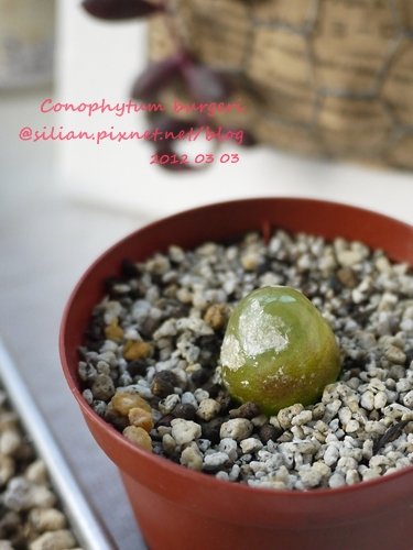 Conophytum burgeri / 大燈泡 / ブルゲリー / ブルゲリ