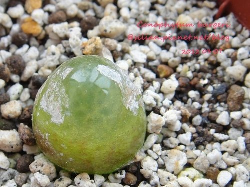 Conophytum burgeri / 大燈泡 / ブルゲリー / ブルゲリ