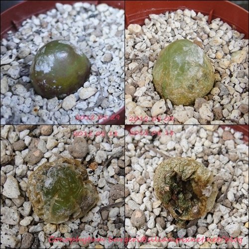 Conophytum burgeri / 大燈泡 / ブルゲリー / ブルゲリ