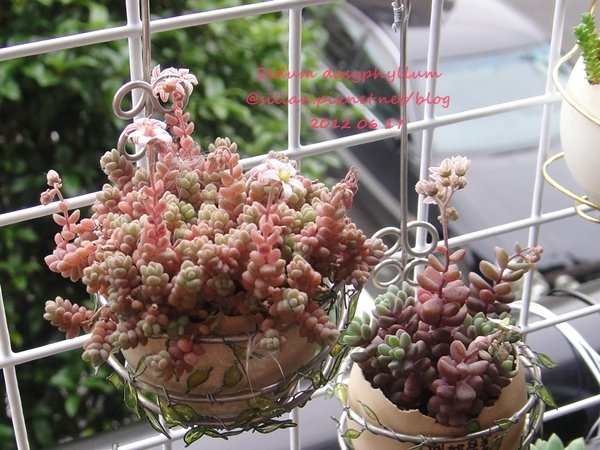 Sedum dasyphyllum / 姬星美人 / 姫星美人ひめほしびじん