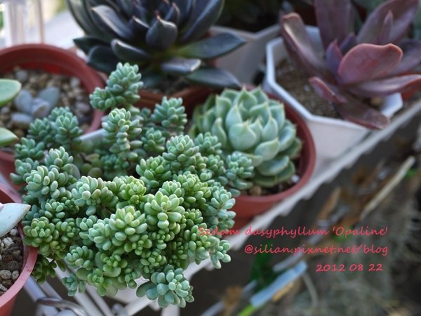 Sedum dasyphyllum &apos;Opaline&apos; / 大型姬星美人 / 大姬星美人 / 青いダシフィルム