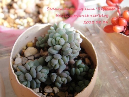 Sedum dasyphyllum &apos;Riffense&apos; / 大型姬星美人 / 大姬星美人 / 赤いダシフィルム