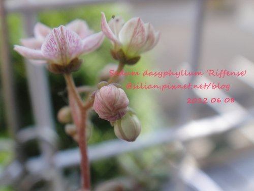 Sedum dasyphyllum &apos;Riffense&apos; / 大型姬星美人 / 大姬星美人 / 赤いダシフィルム