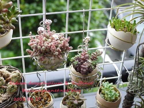 Sedum dasyphyllum &apos;Riffense&apos; / 大型姬星美人 / 大姬星美人 / 赤いダシフィルム