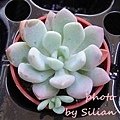 Pachyveria &apos;scheideckeri&apos; / 立田(たつた) / シャイアン