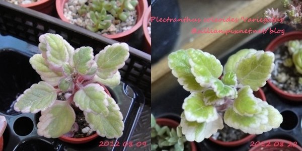 Plectranthus coleoides &apos;Variegatus&apos; / Plectranthus coleoides &apos;Marginatus&apos; / ミントリーフ / コレオイデス / 斑葉香妃草