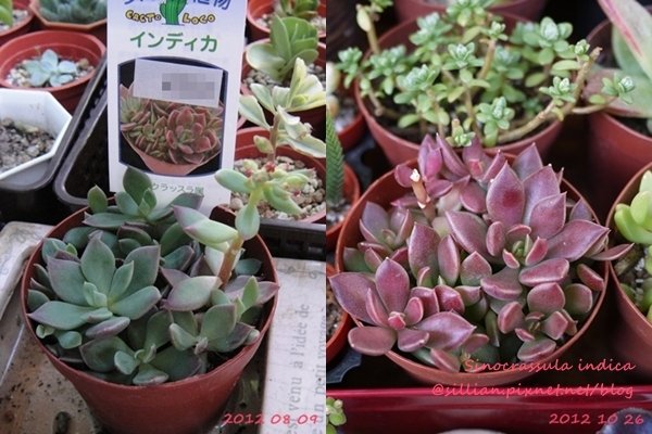 Sinocrassula indica / インディカ