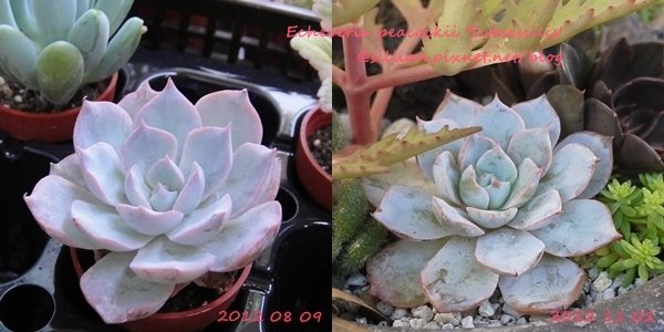 Echeveria peacockii &apos;Subsessilis&apos; / 莎薇娜 / サブセシリス