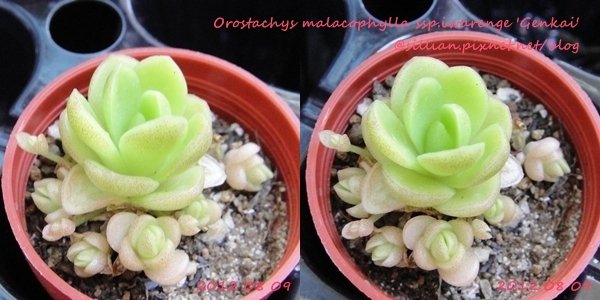 Orostachys malacophylla ssp.iwarenge &apos;Genkai&apos; / 玄海岩蓮華(げんかいいわれんげ)