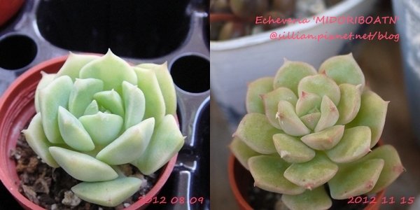 Echeveria globosa? / Echeveria &apos;MIDORIBOATN&apos; / みどり牡丹 / リョクボタン / 緑牡丹 / 綠牡丹