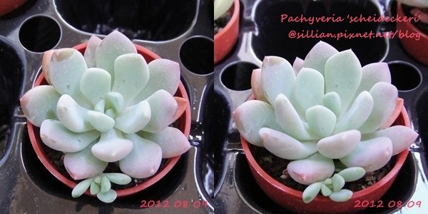 Pachyveria &apos;scheideckeri&apos; / 立田(たつた) / シャイアン