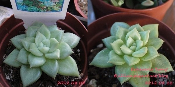 Echeveria &apos;Ivory&apos; / Echeveria &apos;J.C. Van Keppel&apos; / アイボリー / ケペル / 溫金寶蓮