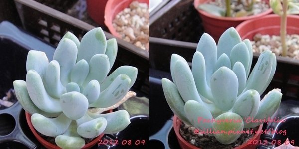 Pachyveria &apos;Clavifolia&apos; / フーケリー? Pachyphytum hookeri ?