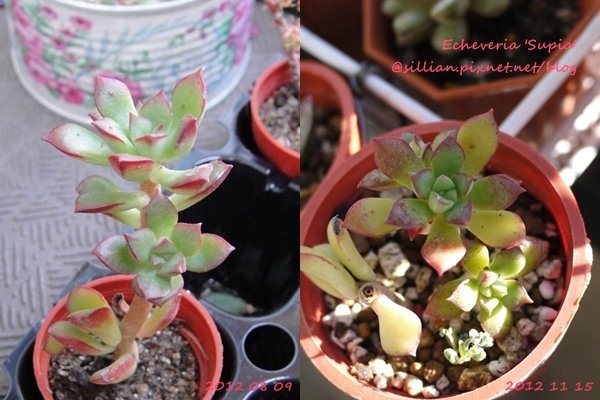 Echeveria &apos;Supia&apos; / グスト / 森の妖精 / 森之妖精