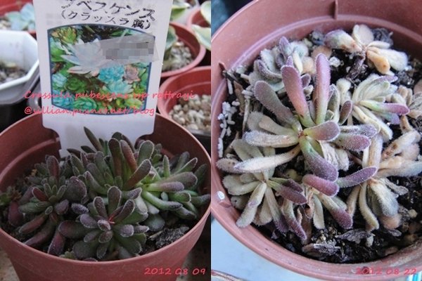 Crassula pubescens ssp rattrayi / プベスケンス / 夢椿