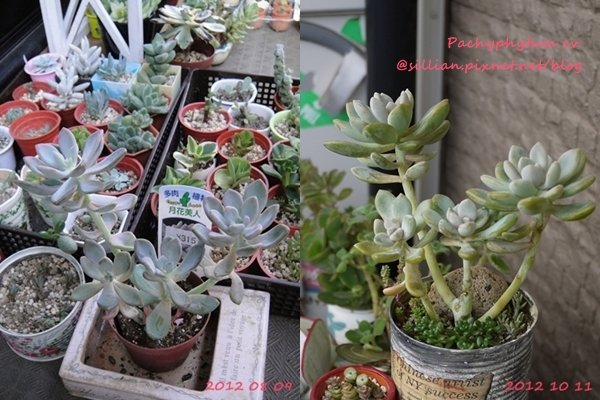 Pachyphytum cv.  / 月花美人(げっかびじん) / 見返美人(みかえりびじん)
