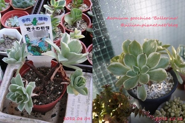 Aeonium goochiae &apos;Ballerina&apos;  / Aeonium &apos;White Fringe&apos; / 富士の初雪(ふじのはつゆき) / 富士的初雪
