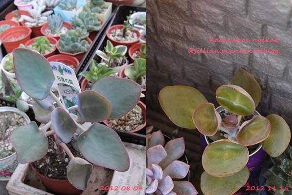 Kalanchoe nyikae / 日蓮之盃 / 日蓮の盃 (にちれんのさかづき)