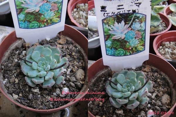 Echeveria minima / ミニマ / 迷你馬