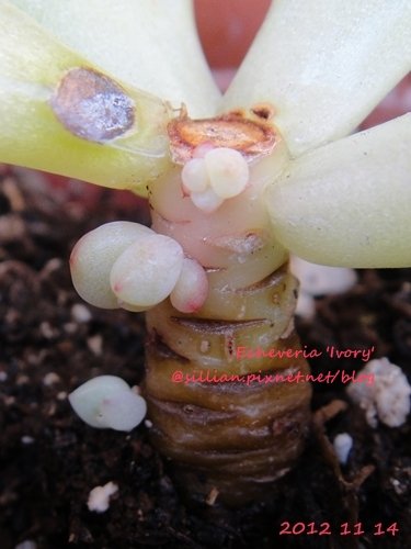 Echeveria &apos;Ivory&apos; / Echeveria &apos;J.C. Van Keppel&apos; / アイボリー / ケペル / 溫金寶蓮