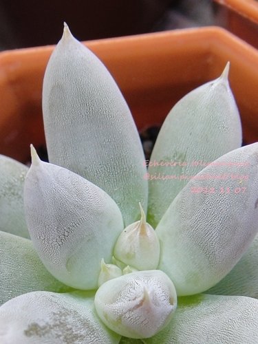 Echeveria tolimanensis / トリマネンシス / 杜里萬蓮