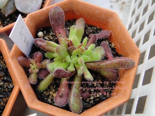 Crassula pubescens ssp rattrayi / プベスケンス / 夢椿