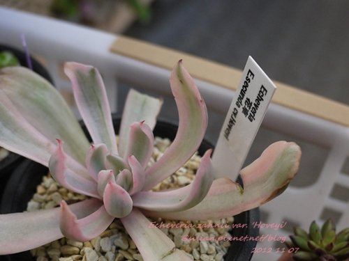 Echeveria zahnii var. &apos;Hoveyi&apos; / 花車