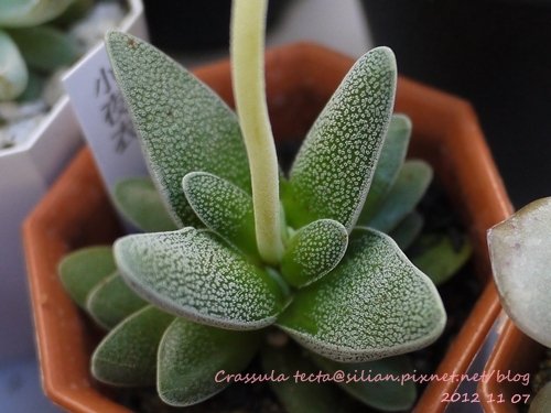 Crassula tecta / テクタ / 小夜衣 / 紫雲竜