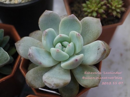 Echeveria &apos;Laulindsa&apos; / ラウリンゼ / 大雪蓮 