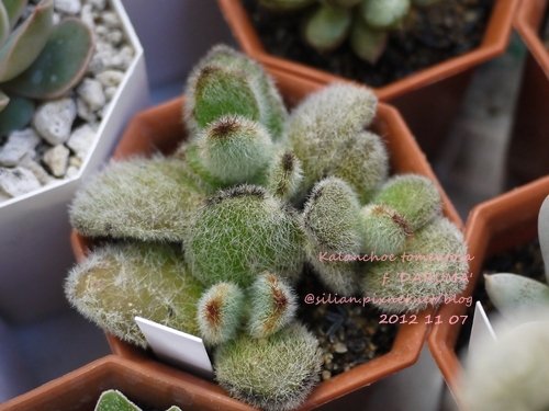 Kalanchoe tomentosa f. &apos;DARUMA&apos; / ダルマ月兔耳 / 達磨月兔耳