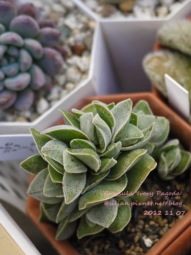 Crassula &apos;Ivory Pagoda&apos; / アイボリーパゴダ / 象牙塔 (玉椿X神刀)