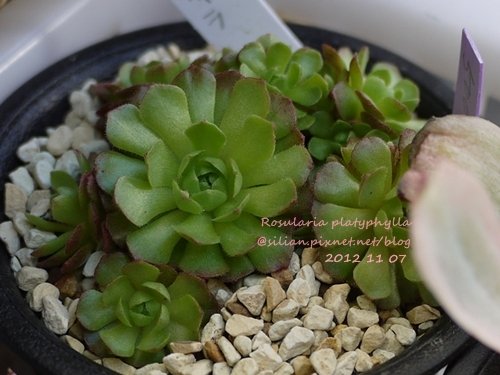 Rosularia platyphylla / ロスラリア プラティフィラ 