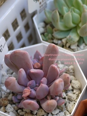 Graptoveria &apos;Topsy-Debbie&apos;  (&apos;Debbie&apos; deformed leaves) / トップシーデビー / 反葉玉蝶 X 黛比 / 邱比特