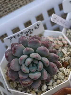 Echeveria &apos;Lau 165&apos; / ラウ165 