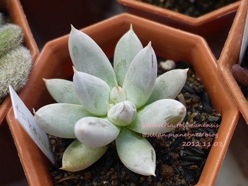 Echeveria tolimanensis / トリマネンシス / 杜里萬蓮