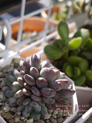 Echeveria &apos;Lau 165&apos; / ラウ165 