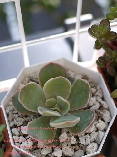 Echeveria lilacina x Echeveria pulidonis green form / セイレーン / 莉娜蓮 X 綠花麗