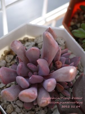 Graptoveria &apos;Topsy-Debbie&apos;  (&apos;Debbie&apos; deformed leaves) / トップシーデビー / 反葉玉蝶 X 黛比 / 邱比特