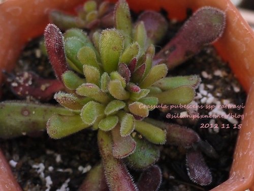 Crassula pubescens ssp rattrayi / プベスケンス / 夢椿