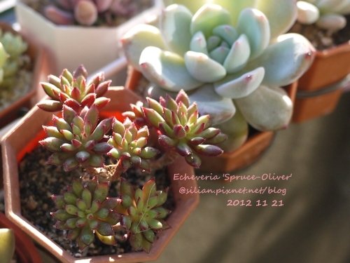 Echeveria &apos;Spruce-Oliver&apos; / 晃輝殿 / 紅輝殿 / スプルセオリバー 