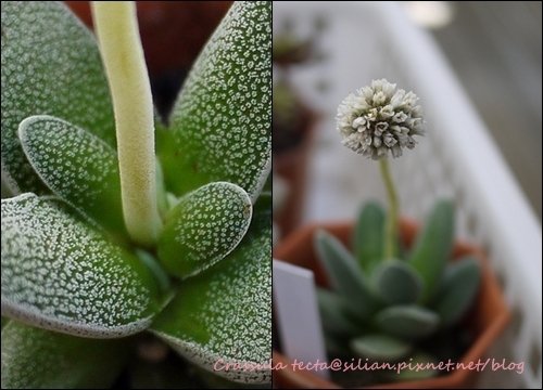 Crassula tecta / テクタ / 小夜衣 / 紫雲竜