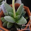 Crassula tecta / テクタ / 小夜衣 / 紫雲竜