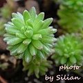 Sedum multiceps / 小松緑 / こまつみどり / 小松綠